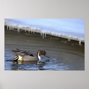 Affiche de photo de canard pilet