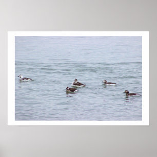 Affiche de photo de canards