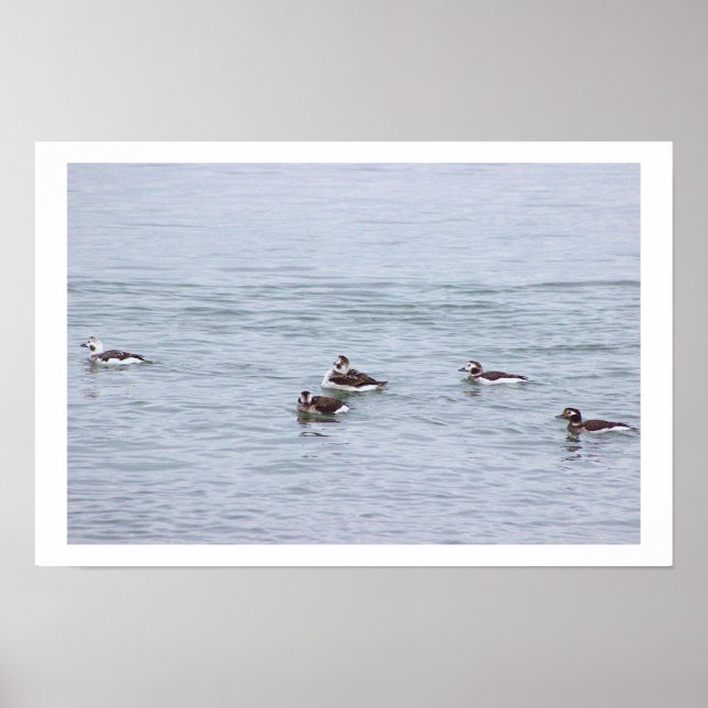Affiche de photo de canards (Devant)