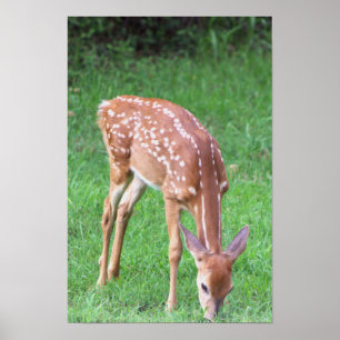 Affiche de photo de cerf