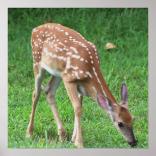 Affiche de photo de cerf