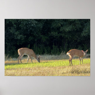 Affiche de photo de cerf