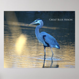 Affiche de photo de Grand Héron bleu