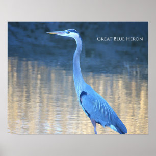 Affiche de photo de Grand Héron bleu