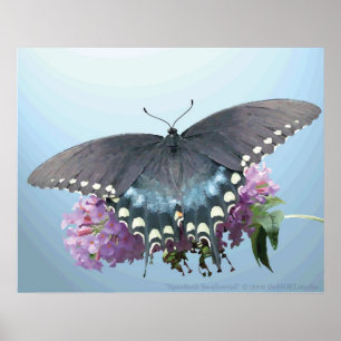 Affiche de photo de machaon de Spicebush
