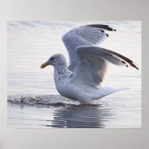 Affiche de photo de mouette