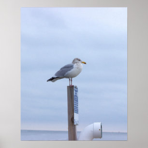 Affiche de photo de mouette