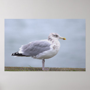 Affiche de photo de mouette