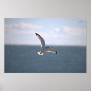 Affiche de photo de mouette volant