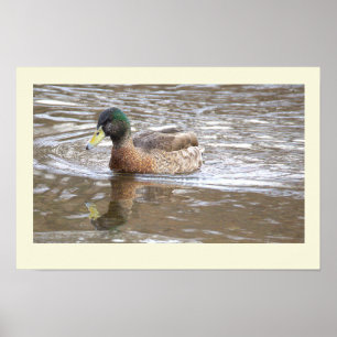 Affiche de photo de réflexion de canard colvert