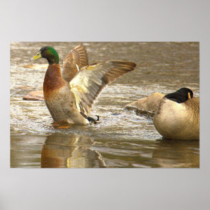 Affiche de photo de réflexion de canard colvert