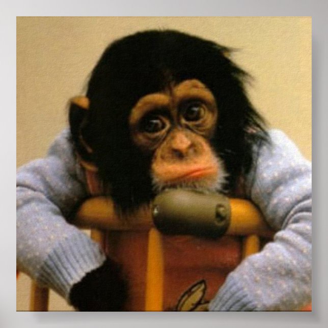 Affiche de photo de singe triste (Devant)