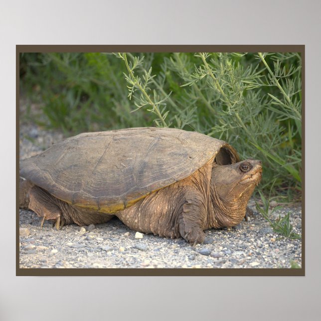 Affiche de photo de tortue (Devant)