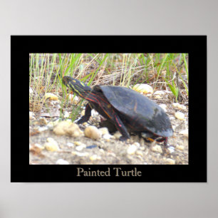 Affiche de photo de tortue peinte