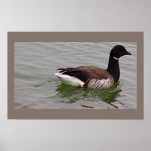 Affiche de photo d'oie Brant