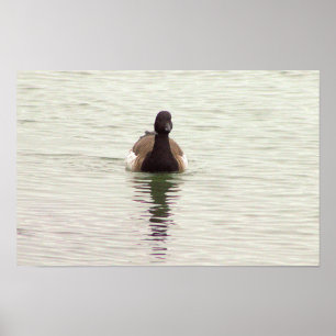Affiche de photo d'oie Brant