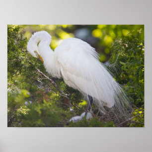 Affiche de photo d'oiseau Aigrette neigeuse