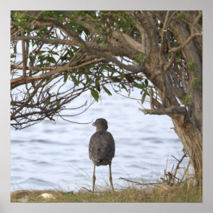 Affiche de photo d'oiseau attendant