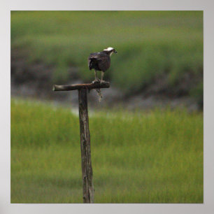 Affiche de photo d'oiseau balbuzard