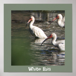 Affiche de photo d'oiseau Ibis blanc