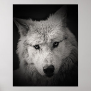 Affiche de photo noir blanc Loup Blanc