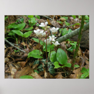 Affiche de Pipsissewa (Wintegreen)