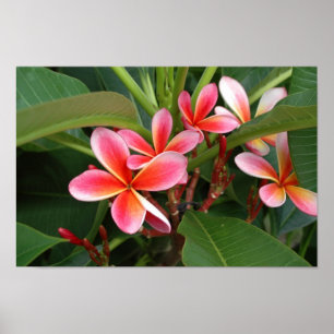 Affiche de Plumeria