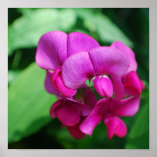 Affiche de pois doux