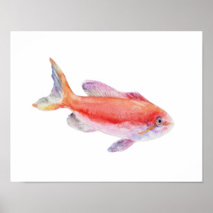 Affiche de poisson Anthias Carberryi à l'aquarelle