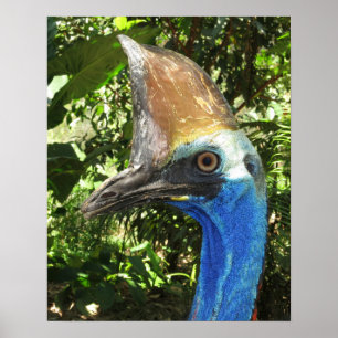 Affiche de portrait de casoar