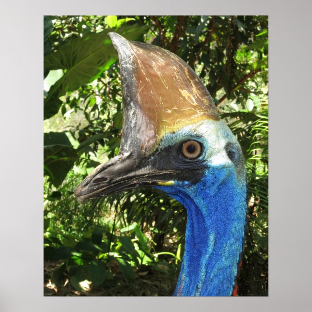 Affiche de portrait de casoar (Devant)
