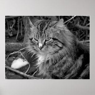 Affiche de portrait de chat Maine Coon noir et bla