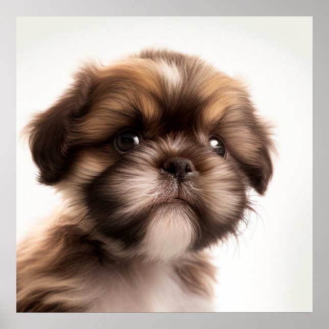 Affiche de portrait de chiot Shih Tzu mignon (Devant)