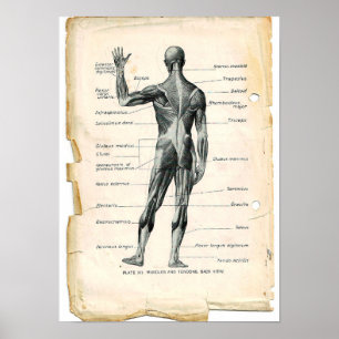 Affiche de postérieur d'anatomie