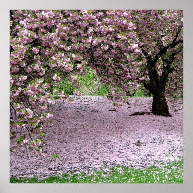 affiche de printemps de fleurs de cerisier DE 8.99 (Devant)