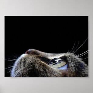 Affiche de profil de chat