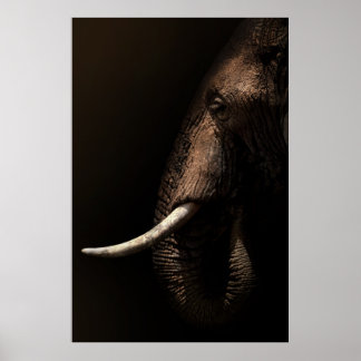 Affiche de profil éléphant
