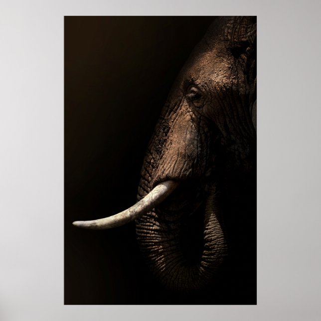Affiche de profil éléphant (Devant)