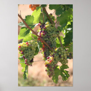 Affiche de raisins