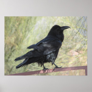 Affiche de Raven