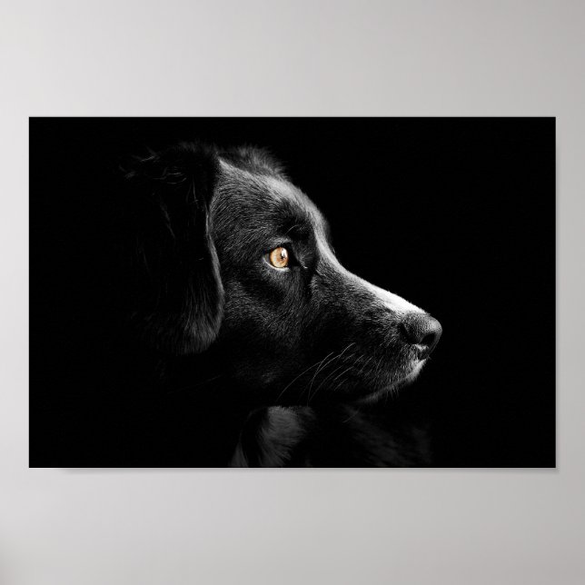 affiche de recherche du labrador noir (Devant)