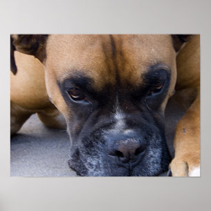 Affiche de repos de boxeur de chien