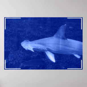 Affiche de requin de poisson-marteau