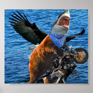 affiche de requin-ours