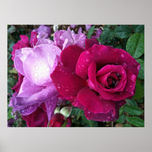 Affiche de rose de pourpre