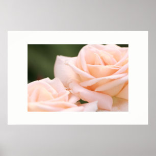 Affiche de roses crème magnifiques