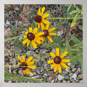 Affiche de Rudbeckias