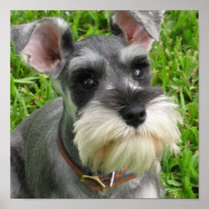 Affiche de Schnauzer miniature
