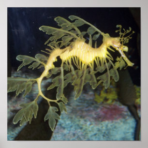 Affiche de Seahorse