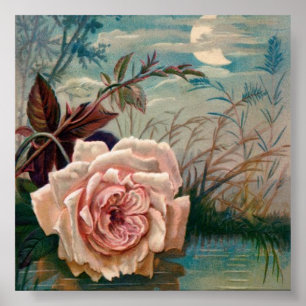 Affiche de sérénade de rose de clair de lune